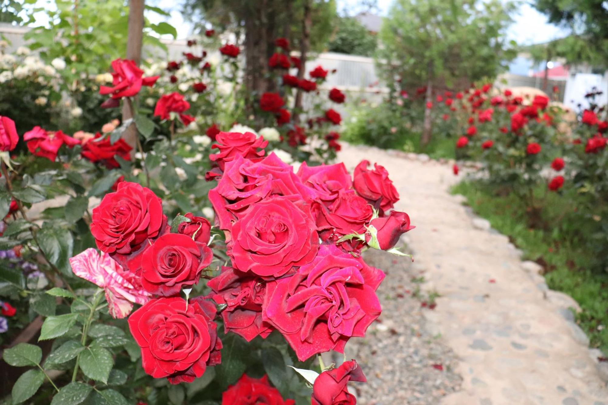 Happy Nomads Yurts & Hostel Каракол Екстер'єр фото
